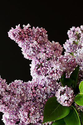 포토 JPG 해외이미지 식물 디자인 계절 꽃잎 꽃 분홍색 꽃다발 백그라운드 잎 꽃무늬 자연 부활절 사람없음 장식 초록색 우주 보라색 검은색 봄 벚꽃 나뭇가지 개화 다발 배열 제비꽃 묘사 향기 라일락 내추럴 고립 엘리먼트 해외202004 해외포토 나무 기념일 컬러 무늬 생태계 냄새 파일형식 이미지허브