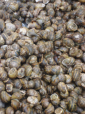 포토 JPG 해외이미지 동물 전통 음식 백그라운드 패턴 재료 자연 추상 나선형 건강 요리 사람없음 회색 사막 껍질 굴 신선 닫기 유기농 달팽이 홍합 해외202004 해외포토 웰빙 컬러 무늬 모션 어패류 연체동물 생태계 파일형식 이미지허브