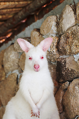포토 JPG 해외이미지 동물 야생동물 가족 자연 엄마 사람없음 부모 아기 닫기 호주 숲 캥거루 동물상 파우치 해외202004 해외포토 가방 포유류 관계 모션 사람 조형물 오세아니아 생태계 파일형식 이미지허브