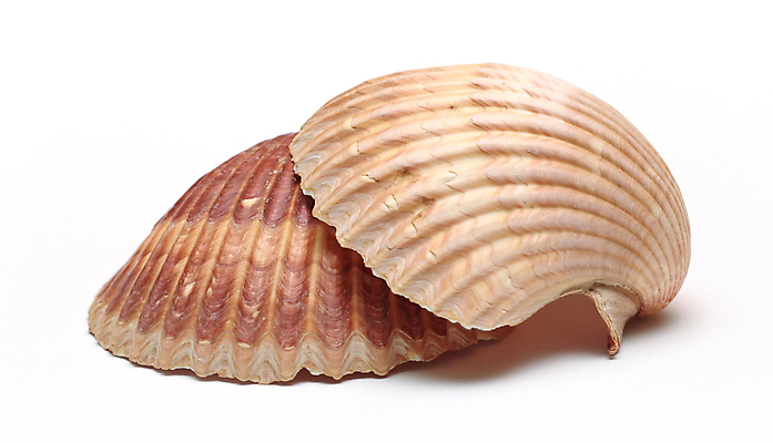 포토 JPG 해외이미지 모양 조개 사람없음 껍질 흰색 그룹 소라 큼 가리비 고립 해외202004 해외포토 컬러 어패류 크기 파일형식 이미지허브