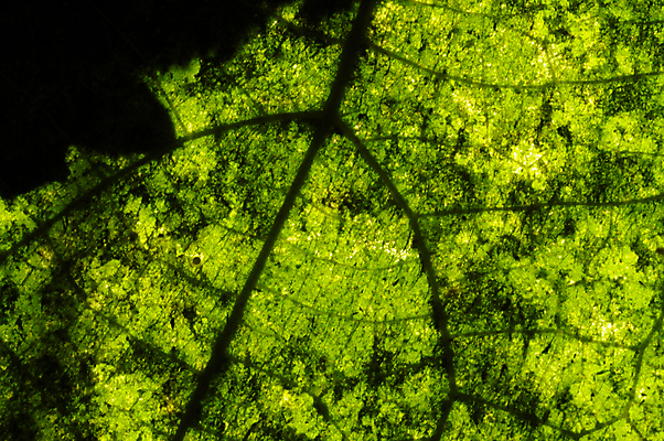 포토 JPG 해외이미지 식물 건축물 계절 선 백그라운드 잎 패턴 자연 추상 세포 건강 사람없음 장식 초록색 여름 환경 봄 성장 신선 변화 척추 묘사 유기농 생태계 질감 심플 정맥 내추럴 대칭 생태학 엘리먼트 그리너리 해외202004 해외포토 웰빙 교육 건축 컬러 컨셉 무늬 뼈 혈관 파일형식 트랜드컬러 이미지허브