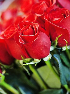 포토 JPG 해외이미지 기념일 꽃잎 꽃 꽃다발 컨셉 꽃무늬 자연 휴가 발렌타인데이 선물 사랑 사람없음 빨간색 장미 우주 벚꽃 축하 신선 오픈 센터 고급 닫기 다발 질감 냄새 아로마 슛 열정 부드러움 스타일 해외202004 해외포토 식물 감정 컬러 무늬 모션 데이이벤트 이벤트 감각 생태계 파일형식 이미지허브