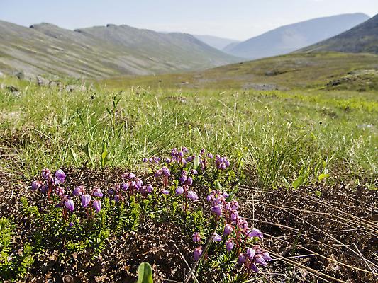 포토 JPG 해외이미지 나무 공원 꽃 여행 캐나다 북아메리카 밭 자연 산 국립공원 풍경 사람없음 여름 캠핑 하이킹 자유 체험 개화 황무지 숲 암초 드넓은 밴프 앨버타 전국 해외202004 해외포토 식물 계절 공공시설 컨셉 농업 레저 아메리카 생태계 파일형식 이미지허브