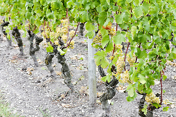 포토 JPG 해외이미지 식물 외관 유럽 농업 과일 포도 사람없음 야외 농작물 와인 프랑스 수확 가을 다발 포도밭 포도나무 내추럴 밭일 서유럽 해외202004 해외포토 계절 나라 산업 밭 주류 과일나무 파일형식 이미지허브