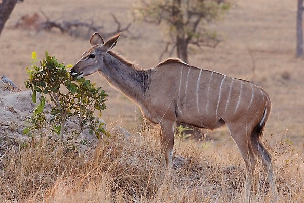 포토 JPG 해외이미지 동물 한마리 응시 야생동물 새끼 포유류 아프리카 자연 뿔 서기 사람없음 야외 옆모습 가로 초록색 갈색 일몰 황무지 고독 사파리 영양 케냐 노려봄 가젤 보호구역 사바나 초식 탄자니아 평야 해외202004 해외포토 1 시선 감정 나라 뷰포인트 컬러 모션 표정 노을 생태계 구역 파일형식 이미지허브