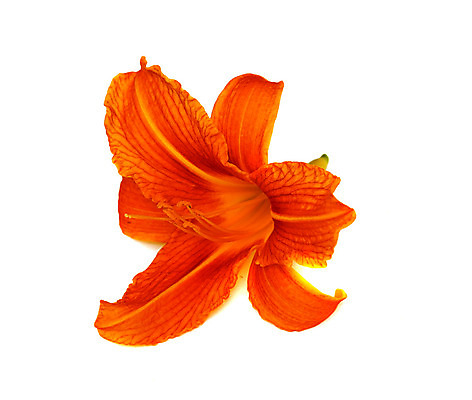 포토 JPG 해외이미지 식물 1 꽃잎 꽃 꽃무늬 오렌지 자연 사람없음 여름 머리 벚꽃 흰색 개화 우아함 백합 묘사 싱글 강렬 고립 꽃수술 해외202004 해외포토 계절 컬러 컨셉 무늬 과일 신체부위 생태계 파일형식 이미지허브