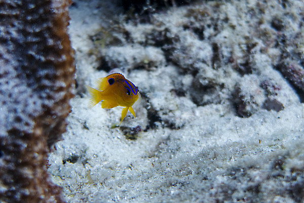 포토 JPG 해외이미지 동물 야생동물 바다 패턴 자연 어류 사람없음 여름 파란색 노란색 수중 점 다이빙 질감 암초 해외202004 해외포토 계절 컬러 무늬 수영 수중동물 생태계 수중스포츠 파일형식 이미지허브