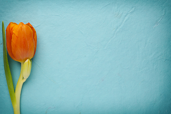 포토 JPG 해외이미지 식물 계절 꽃잎 꽃 줄기 꽃다발 백그라운드 잎 꽃무늬 패턴 오렌지 자연 탁자 부활절 사람없음 목재 초록색 노란색 머리 봄 활발 튤립 벚꽃 개화 다발 엽서 해외202004 해외포토 나무 기념일 컬러 가구 컨셉 무늬 과일 재료 신체부위 편지 생태계 파일형식 이미지허브