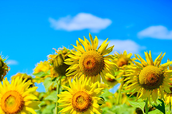 포토 JPG 해외이미지 구름 백그라운드 꽃밭 하늘 해바라기 사람없음 노란색 활발 해외202004 해외포토 자연요소 꽃 컬러 컨셉 파일형식 이미지허브