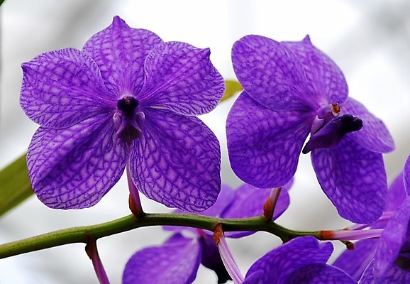 포토 JPG 해외이미지 식물 꽃잎 꽃 꽃무늬 자연 사람없음 파란색 정원 봄 흰색 개화 난초 해외202004 해외포토 계절 컬러 무늬 생태계 파일형식 이미지허브