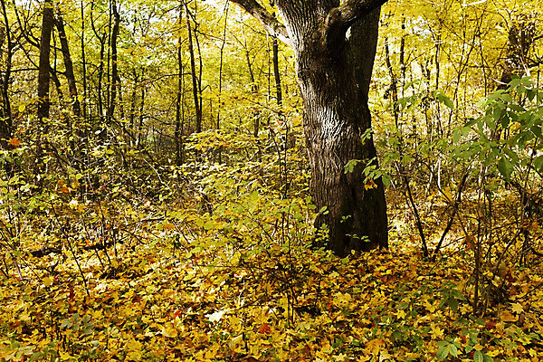 포토 JPG 해외이미지 나무 식물 계절 공원 잎 오렌지 불꽃 풍경 사람없음 야외 목재 빛 햇빛 태양 노란색 성장 가을 나뭇가지 시골 신선 시간 황금 떨어짐 숲 큼 오솔길 문학 장면 전국 해외202004 해외포토 자연요소 공공시설 길 컬러 컨셉 과일 재료 불 크기 파일형식 이미지허브
