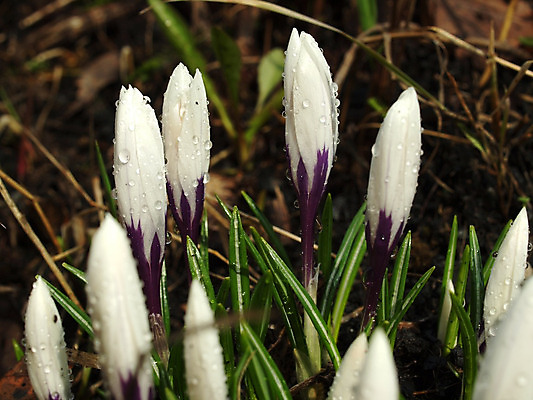 포토 JPG 해외이미지 식물 디자인 꽃 자연 사람없음 목재 장식 초록색 물 빛 정원 흰색 물방울 침대 투명 숲 해외202004 해외포토 자연요소 나무 컬러 가구 재료 생태계 파일형식 이미지허브