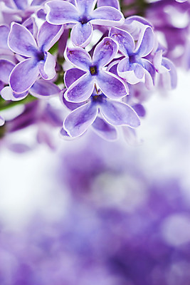 포토 JPG 해외이미지 식물 계절 꽃 꽃다발 백그라운드 잎 꽃무늬 추상 선물 경사 사람없음 장식 세로 컬러풀 우주 정원 봄 축하 신선 신용카드 개화 떨어짐 소프트포커스 5월 다발 제비꽃 향수 묘사 보케 냄새 부드러움 아로마테라피 라일락 카피스페이스 해외202004 해외포토 컬러 컨셉 무늬 촬영기법 금융 화장품 공백 감각 날짜 테라피 파일형식 이미지허브