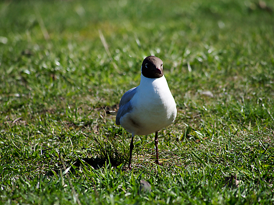 포토 JPG 해외이미지 동물 공원 야생동물 바다 2 밭 날개 자연 갈매기 조류 생물 앉기 사람없음 야외 목재 옆모습 초록색 물 햇빛 검은색 흰색 심볼 깃털 생물학 부리 물새 해외202004 해외포토 자연요소 나무 공공시설 교육 뷰포인트 컬러 농업 재료 모션 태양 생태계 파일형식 이미지허브