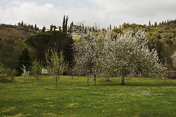 포토 JPG 해외이미지 나무 식물 유럽 잎 밭 자연 주택 풍경 사람없음 야외 초록색 농장 농경지 이탈리아 시골 빌라 언덕 시력 포도밭 장면 밭일 시에나 토스카나 해외202004 해외포토 나라 컬러 농업 건물 생태계 파일형식 이미지허브