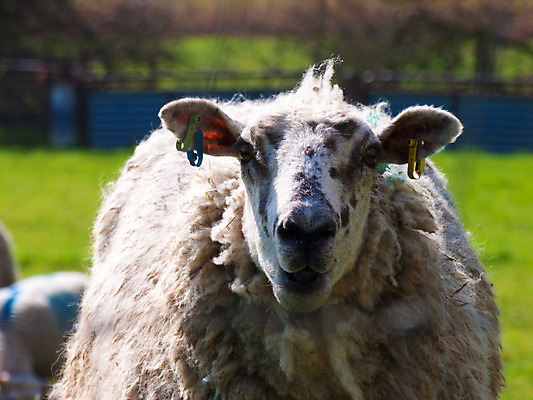 포토 JPG 해외이미지 동물 백그라운드 밭 농업 포유류 청소년 자연 엄마 새로움 풍경 사람없음 야외 초록색 여름 컬러풀 농장 농경지 환경 검은색 봄 가을 흰색 시골 양 달콤 방목 심볼 호기심 귀 양고기 내추럴 양모 결백 밭일 절정 해외202004 해외포토 계절 감정 산업 컬러 컨셉 가족 육류 사람 신체부위 직물 맛 축산업 생태계 파일형식 이미지허브