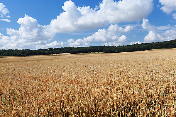 포토 JPG 해외이미지 식물 구름 계절 음식 빵 줄기 백그라운드 밭 농업 자연 하늘 건조 씨앗 풍경 사람없음 야외 여름 파란색 빛 농작물 햇빛 태양 농장 노란색 환경 일몰 수확 성장 시골 황금 낟알 땅 시리얼 밀 보리 장면 밀짚 숙성 호밀 세련 해외202004 해외포토 자연요소 산업 컬러 곡류 노을 짚 생태계 파일형식 이미지허브