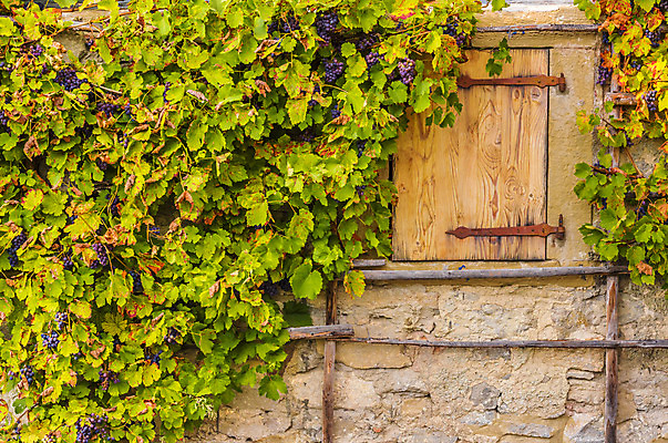 포토 JPG 해외이미지 디자인 계절 벽 백그라운드 잎 농업 오렌지 과일 포도 프레임 독일 매달리기 풍경 사람없음 목재 초록색 컬러풀 농장 농경지 노란색 와인 활발 수확 성장 가을 바위 시골 신선 9월 11월 포도밭 10월 강렬 숙성 양조 카피스페이스 해외202004 해외포토 나무 식물 유럽 산업 컬러 컨셉 밭 재료 모션 주류 공백 돌_바위 날짜 파일형식 이미지허브