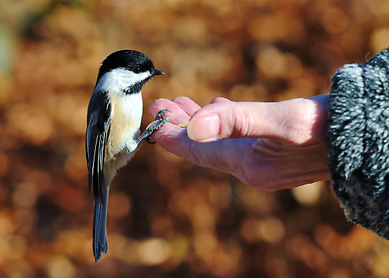 포토 JPG 해외이미지 야생동물 자연 조류 사람없음 야외 숲 해외202004 해외포토 동물 생태계 파일형식 이미지허브