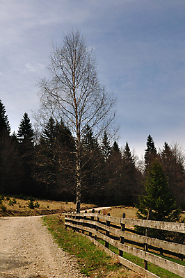 포토 JPG 해외이미지 나무 계절 도로 길 자연 하늘 산 풍경 사람없음 야외 목재 울타리 햇빛 맑음 가을 시골 소나무 숲 언덕 장면 침엽수 자작나무 방법 해외202004 해외포토 식물 재료 교통시설 날씨 담장 태양 생태계 파일형식 이미지허브