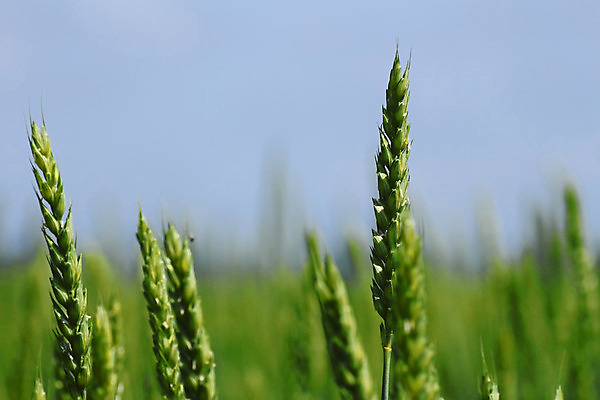 포토 JPG 해외이미지 식물 구름 자연 하늘 씨앗 풍경 사람없음 야외 초록색 빛 햇빛 노란색 밀 밀짚 내추럴 해외202004 해외포토 자연요소 컬러 곡류 태양 짚 생태계 파일형식 이미지허브