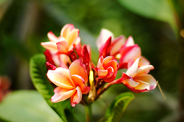 포토 JPG 해외이미지 나무 식물 꽃잎 꽃 분홍색 백그라운드 잎 꽃무늬 태국 자연 휴식 사람없음 장식 초록색 여름 봄 벚꽃 개화 하와이 내추럴 이국적 해외202004 해외포토 계절 아시아 컬러 컨셉 무늬 미국 생태계 파일형식 이미지허브