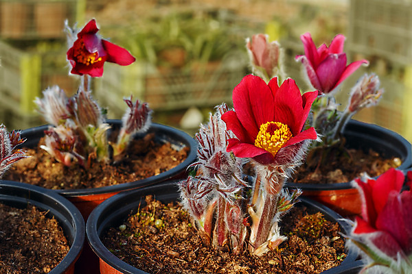 포토 JPG 해외이미지 식물 계절 꽃 백그라운드 십자가 잎 꽃무늬 패턴 자연 주택 관리 사람없음 장식 빨간색 초록색 여름 컬러풀 태양 정원 봄 발코니 냄비 시골집 원예 온실 제라늄 해외202004 해외포토 자연요소 컬러 무늬 취미 건물 솥 생태계 파일형식 이미지허브