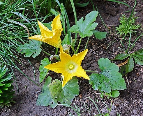 포토 JPG 해외이미지 식물 꽃 음식 채소 건강 사람없음 노란색 정원 오픈 이슬 시원함 발사 유기농 생태계 원예 생물학 박 내추럴 주키니 공급 해외202004 해외포토 웰빙 교육 컬러 취미 파일형식 이미지허브