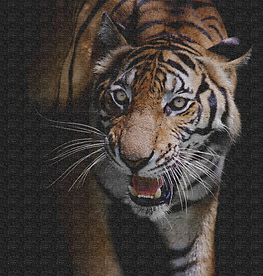 포토 JPG 해외이미지 동물 외관 야생동물 벽 백그라운드 패턴 오렌지 벽지 표면 추상 미술 사람없음 장식 컬러풀 골동품 바위 호랑이 그림 질감 해외202004 해외포토 컬러 무늬 과일 포유류 문화예술 돌_바위 파일형식 이미지허브