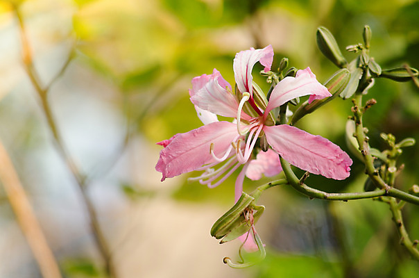포토 JPG 해외이미지 식물 꽃잎 꽃 분홍색 잎 꽃무늬 자연 사람없음 초록색 여름 컬러풀 봄 벚꽃 내추럴 해외202004 해외포토 계절 컬러 무늬 생태계 파일형식 이미지허브