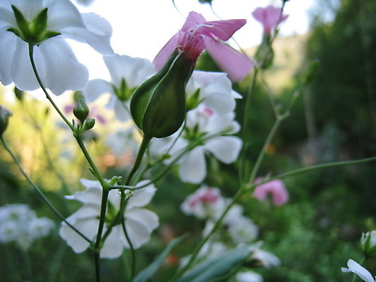 포토 JPG 해외이미지 식물 동물 열매 꽃 분홍색 곤충 과일 자연 사람없음 빨간색 초록색 여름 파란색 노란색 보라색 봄 체리 해외202004 해외포토 계절 컬러 생태계 파일형식 이미지허브