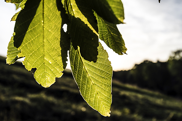 포토 JPG 해외이미지 모양 나무 식물 잎 자연 표면 사랑 사람없음 물 평화 환경 힘 활발 자유 성장 시골 시간 오픈 순수 순환 정맥 산소 강렬 영양분 완전 해외202004 해외포토 자연요소 감정 컨셉 모션 원소 생태계 혈관 파일형식 이미지허브