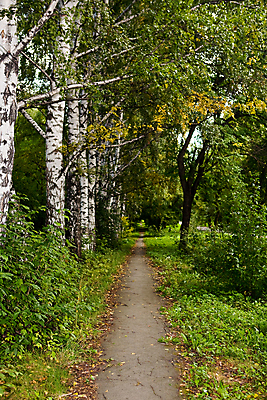 포토 JPG 해외이미지 나무 식물 공원 도로 길 잎 자연 풍경 사람없음 야외 초록색 여름 걷기 침묵 하이킹 시골 고독 숲 작음 신비 오솔길 싱글 먼지 장면 소멸 해외202004 해외포토 계절 공공시설 감정 컬러 컨셉 교통시설 모션 레저 소리 크기 생태계 파일형식 이미지허브