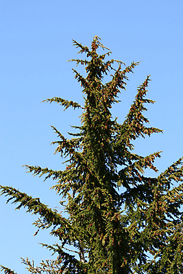 포토 JPG 해외이미지 나무 캐나다 스키 영국 산 사람없음 초록색 콜롬비아 승합차 언덕 휴양지 북쪽 벤쿠버 서쪽 해외202004 해외포토 식물 유럽 컬러 북아메리카 승용차 겨울스포츠 장소 남아메리카 방향 파일형식 이미지허브