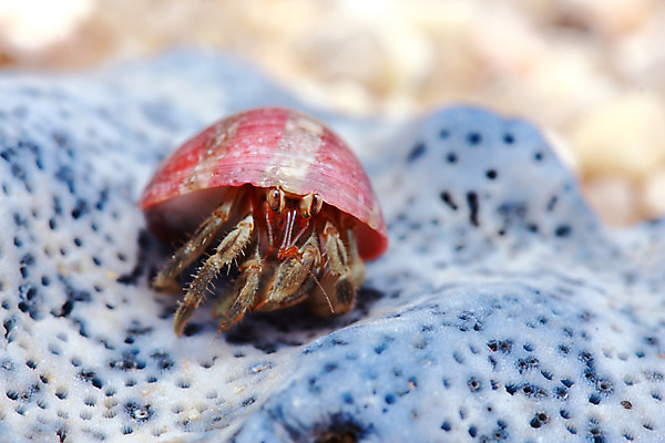 포토 JPG 해외이미지 동물 모래 바다 섬 자연 조개 주택 풍경 사람없음 야외 가로 파란색 햇빛 검은색 게 껍질 조약돌 바위 작음 기어가기 이국적 집게발 해외202004 해외포토 컬러 모션 어패류 갑각류 건물 태양 돌_바위 크기 생태계 파일형식 이미지허브