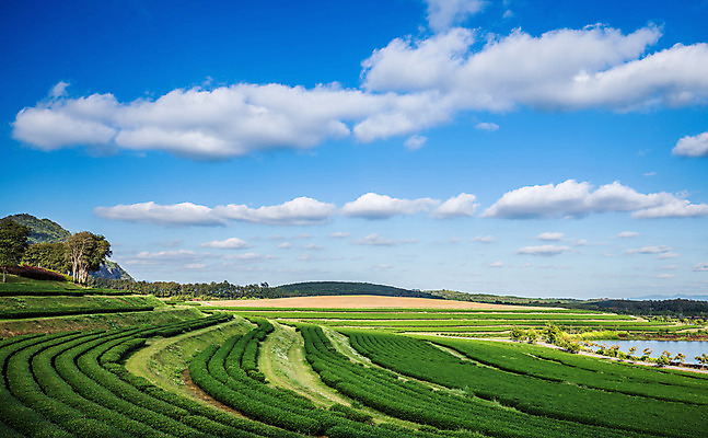 포토 JPG 해외이미지 나무 식물 구름 계절 음식 잎 밭 농업 자연 하늘 날씨 풍경 경사 사람없음 목재 초록색 여름 파란색 농작물 햇빛 농장 수확 시골 신선 뜨거움 차 땅 녹차 허브 관목 언덕 유기농 상록수 강렬 줄서기 해외202004 해외포토 자연요소 웰빙 산업 음료 컬러 재료 모션 차_음료 태양 생태계 파일형식 이미지허브