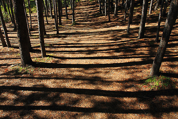 포토 JPG 해외이미지 나무 별 하늘 사람없음 초록색 파란색 햇빛 태양 환경 성장 덮개 나뭇가지 신선 소나무 숲 잡동사니 산소 생태학 해외202004 해외포토 자연요소 식물 교육 컬러 뚜껑 원소 파일형식 이미지허브