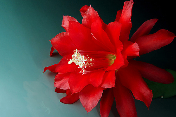 포토 JPG 해외이미지 식물 꽃잎 꽃 분홍색 백그라운드 자연 선인장 사람없음 빨간색 초록색 머리 검은색 사막 엄지손가락 벚꽃 개화 야간 향수 싱글 원예 향기 날카로움 꽃가루 보여주기 꽃수술 이국적 해외202004 해외포토 자연요소 컬러 손가락 모션 취미 신체부위 화장품 가루 생태계 냄새 파일형식 이미지허브