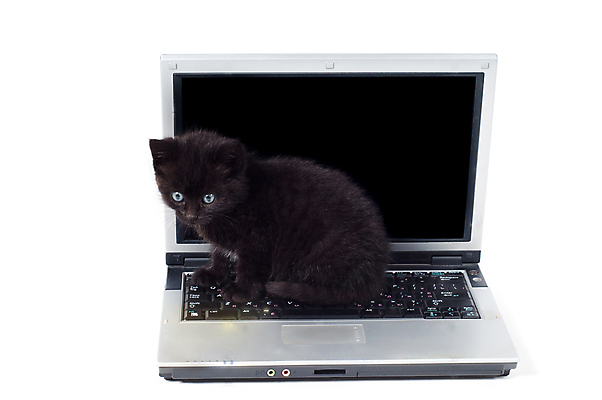 포토 JPG 해외이미지 동물 1 응시 어린이 장난 포유류 자연 놀이 수염 털 앉기 사람없음 파란색 노트북 반려동물 검은색 공책 고양이 아기 작음 꼬리 부드러움 솜털 노려봄 고립 해외202004 해외포토 시선 컬러 모션 문구용품 표정 사람 전자제품 감각 크기 생태계 파일형식 이미지허브