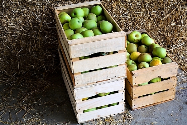 포토 JPG 해외이미지 음식 농업 과일 건강 사람없음 초록색 농작물 상자 수확 가을 재산 사과 나무상자 유기농 숙성 해외202004 해외포토 웰빙 계절 산업 컬러 금융 파일형식 이미지허브