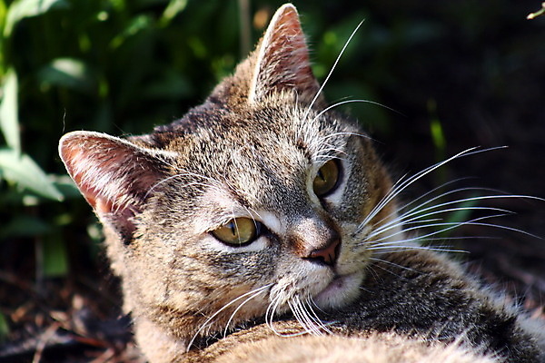 포토 JPG 해외이미지 동물 응시 감정 얼굴 자연 수염 털 사람없음 초록색 고양이 힘 줄무늬 듣기 회색 흰색 호랑이 우아함 사냥 귀 사냥꾼 단아함 해외202004 해외포토 직업 시선 컬러 컨셉 무늬 포유류 모션 신체부위 반려동물 생태계 파일형식 이미지허브
