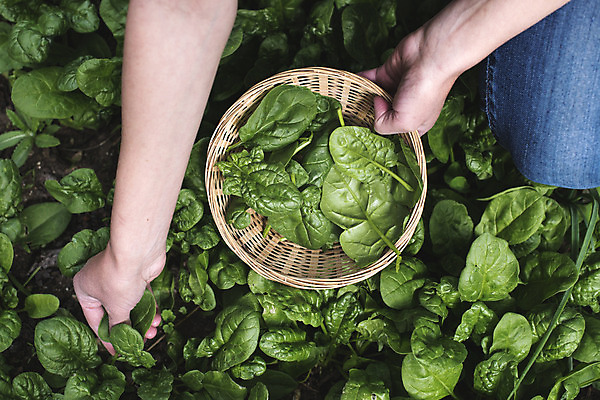포토 JPG 해외이미지 식물 손 음식 잎 밭 농업 채소 자연 건강 사람없음 야외 초록색 농작물 농장 농경지 정원 수확 성장 시골 신선 땅 수집 유기농 원예 시금치 내추럴 땅바닥 밭일 해외202004 해외포토 웰빙 산업 컬러 바닥 취미 신체부위 생태계 파일형식 이미지허브