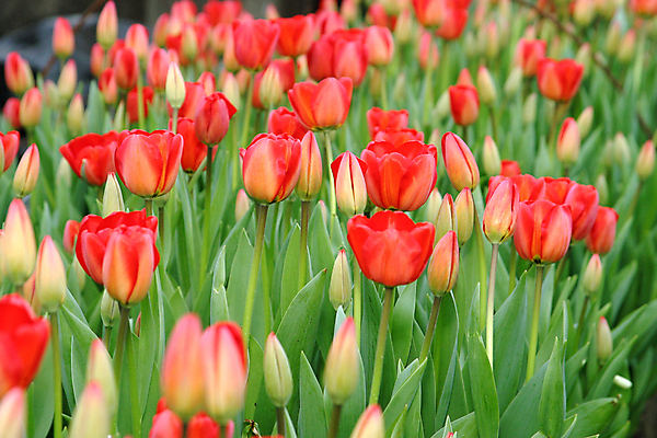 포토 JPG 해외이미지 식물 계절 꽃잎 꽃 꽃다발 백그라운드 잎 자연 부활절 선물 사람없음 빨간색 초록색 머리 정원 봄 활발 튤립 성장 벚꽃 침대 신선 개화 그룹 선택 원예 멀티 해외202004 해외포토 기념일 컬러 가구 컨셉 취미 신체부위 생태계 파일형식 이미지허브