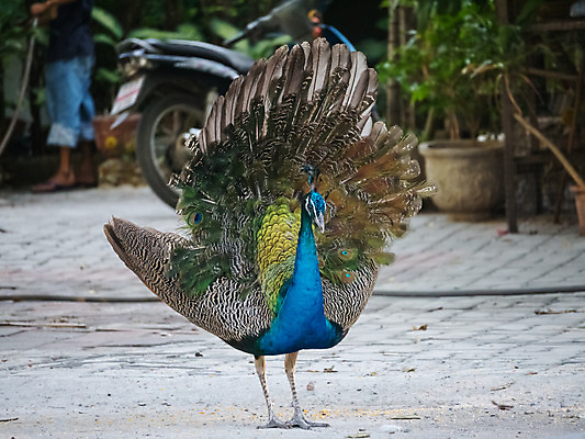 포토 JPG 해외이미지 디자인 여자 남자 유럽 야생동물 조류 왕관 동물원 사람없음 야외 장식 초록색 컬러풀 걷기 활발 도전 춤 우아함 공작 인도인 전시회 심볼 깃털 묘사 질감 꼬리 쇼 보여주기 내추럴 터키석 해외202004 해외포토 외국인 동물 나라 컬러 컨셉 모션 문화예술 사람 동양인 전시 보석 파일형식 이미지허브