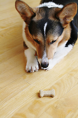 포토 JPG 해외이미지 응시 음식 장난 바닥 뼈 사람없음 목재 쿠키 기차 환자 대접 기다림 개 강아지 모피 집중 손목시계 위치 명령 거짓말 규율 복종 삼색 제어 해외202004 해외포토 나무 시선 육상교통 시계 컨셉 재료 장신구 포유류 의학 모션 디저트 대중교통 반려동물 파일형식 이미지허브