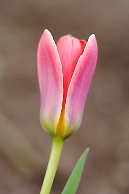 포토 JPG 해외이미지 식물 꽃잎 꽃 잎 꽃무늬 전구 자연 사람없음 빨간색 컬러풀 정원 봄 미니어처 튤립 해외202004 해외포토 계절 컬러 무늬 모형 생태계 파일형식 이미지허브