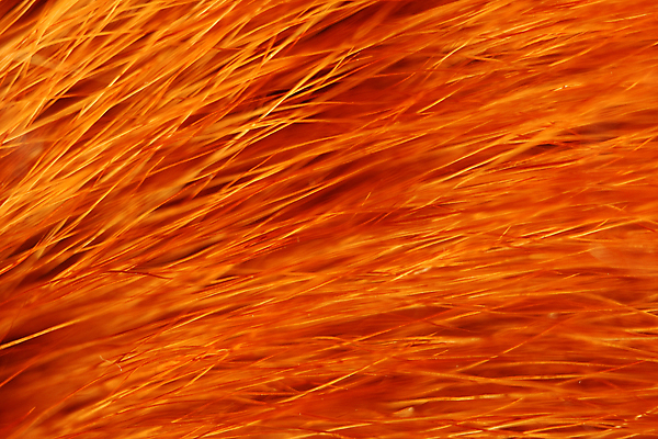 포토 JPG 해외이미지 동물 옷 백그라운드 자연 털 따뜻함 사람없음 빨간색 갈색 추위 코트 모피 피부 언덕 질감 사냥 여우 해외202004 해외포토 컬러 포유류 신체부위 외투 생태계 파일형식 이미지허브