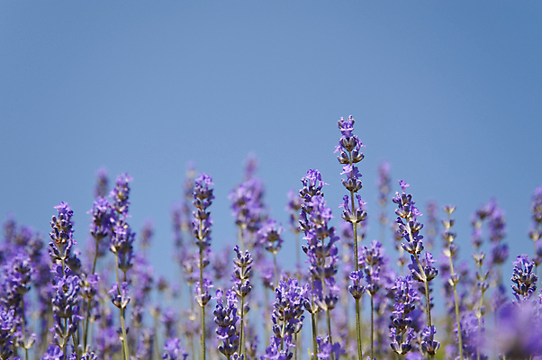 포토 JPG 해외이미지 식물 공원 꽃 꽃다발 꽃무늬 오렌지 하늘 사람없음 야외 초록색 파란색 컬러풀 정원 벚꽃 개화 생물학 라벤더 해외202004 해외포토 공공시설 교육 컬러 무늬 과일 허브 파일형식 이미지허브