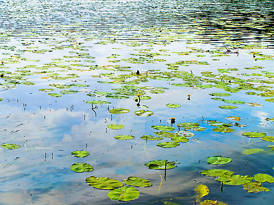 포토 JPG 해외이미지 식물 계절 공원 꽃 호수 잎 자연 휴식 풍경 사람없음 야외 초록색 물 여름 파란색 강 반사 평화 환경 침묵 젖음 성장 시골 연못 개화 백합 장면 해외202004 해외포토 자연요소 공공시설 컬러 컨셉 소리 생태계 파일형식 이미지허브