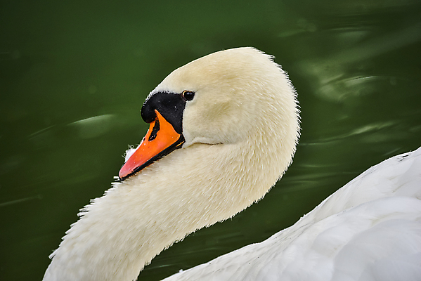 포토 JPG 해외이미지 동물 호수 야생동물 자연 조류 생물 사람없음 야외 물 흰색 연못 우아함 큼 깃털 호기심 백조 수영선수 계산서 내추럴 해외202004 해외포토 자연요소 감정 컬러 컨셉 운동선수 크기 생태계 파일형식 이미지허브